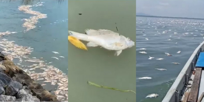 Geger Pantai Malaysia Dipenuhi Ribuan Bangkai Ikan Mengambang