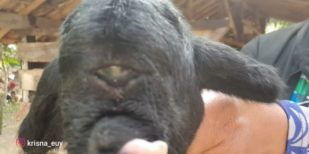 Video Viral, Geger 'Domba Dajjal' di Sumedang