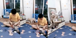 Kepanasan di Kandang, Lihat Aksi Anjing Serobot Kipas Angin dari Majikan