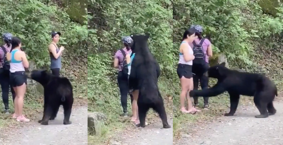 Video Momen Menegangkan Turis Dipeluk Beruang Liar Seukuran Manusia Dewasa