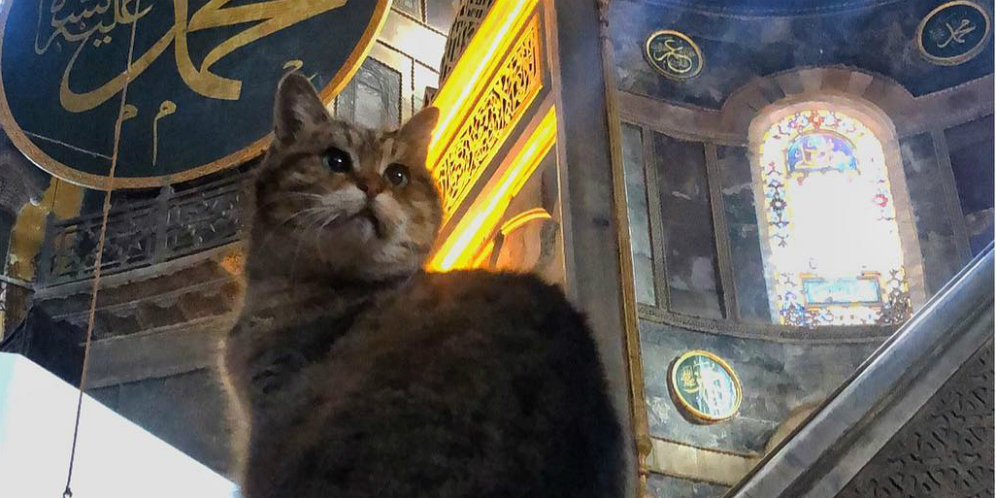 Hagia Sophia Jadi Masjid, Gli Si Kucing Terkenal Tetap Tinggal