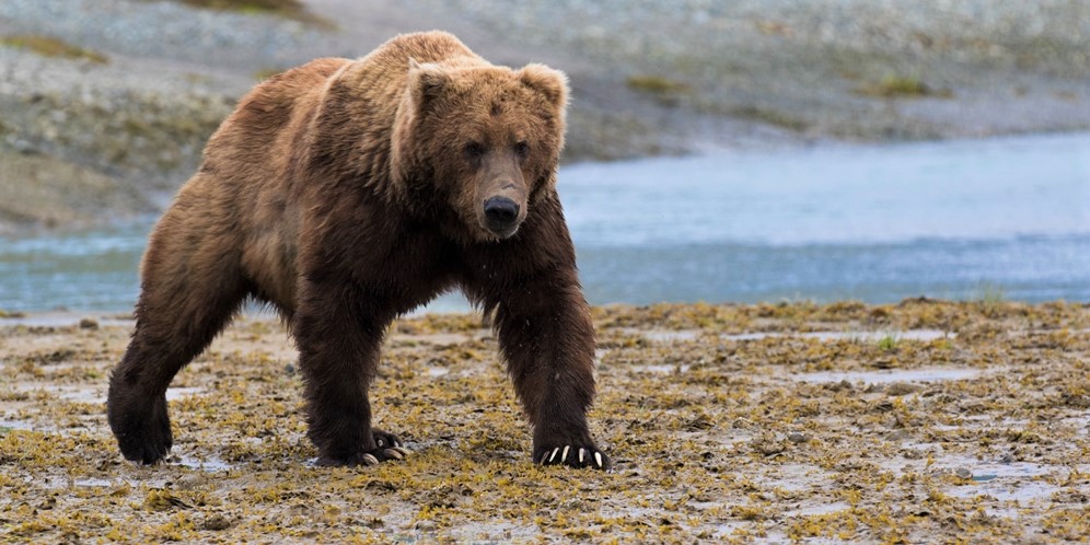 Nasib Tragis Cowok yang Ingin Terlihat Jagoan ke Cewek, Tewas Diterkam Beruang