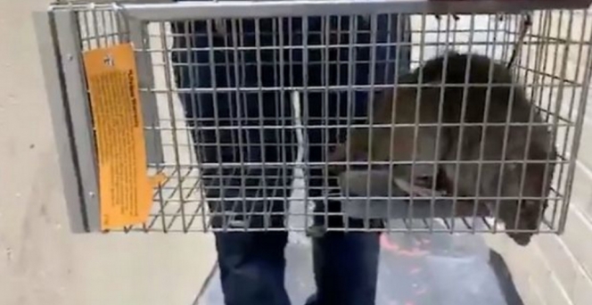 Geger Tikus-Tikus Sebesar Kelinci Serbu Kota, Warga Mengungsi