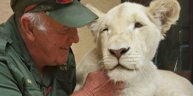 Dulu Diselamatkan dari Pemburu, Saat Dewasa Dua Singa Itu Terkam Pemiliknya