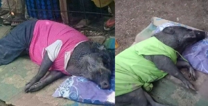 Viral Babi Hutan di Sumsel Mau Tidur Jika Diberi Bantal, Makan Nasi & Minum Susu