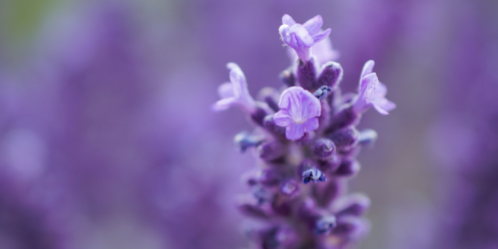 6 Tips Merawat Tanaman Hias Lavender Lokal