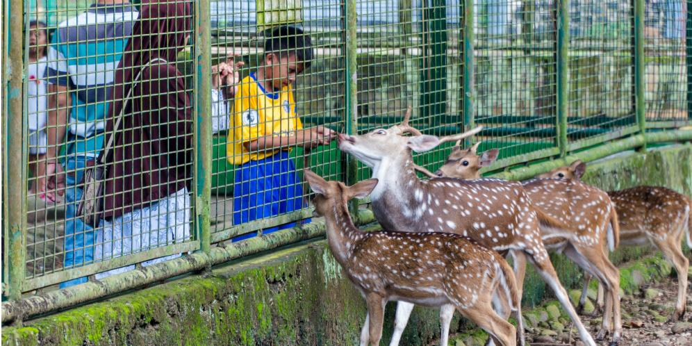 Masih Buka, Taman Margasatwa Ragunan Tunggu Instruksi Tutup