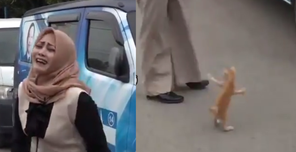 Viral Video Kucing Oyen Sukses Buyarkan Konsentrasi Jurnalis di Lapangan