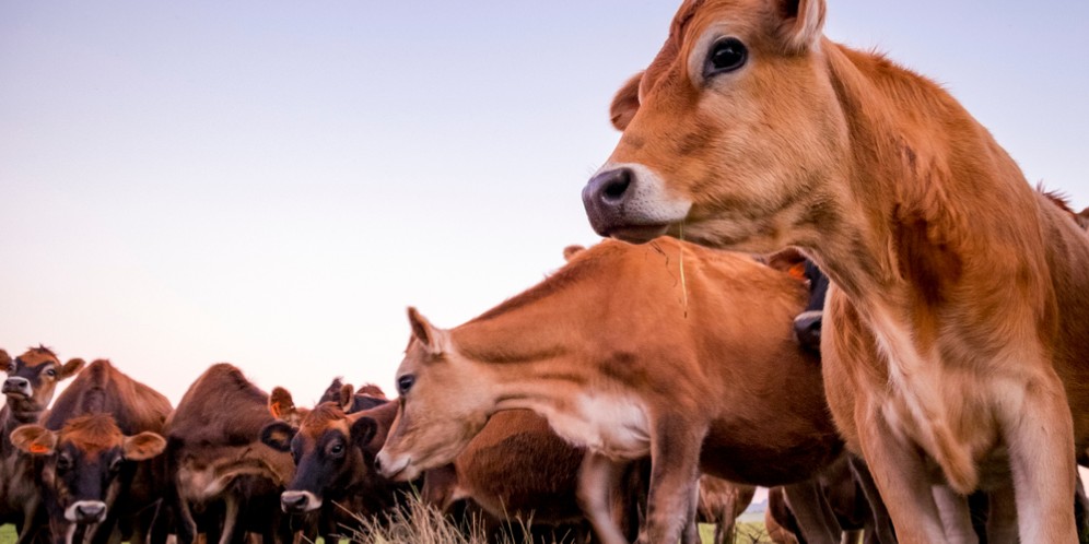 Sapi Jersey Hasilkan Susu yang Lebih Enak dan Sehat