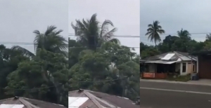 Tak Ada Angin Kencang, Pohon Kelapa Goyang Sendiri di Siang Bolong