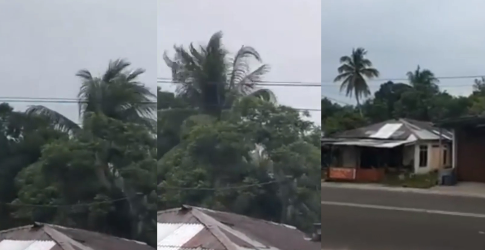 Tak Ada Angin Kencang, Pohon Kelapa Goyang Sendiri di Siang Bolong