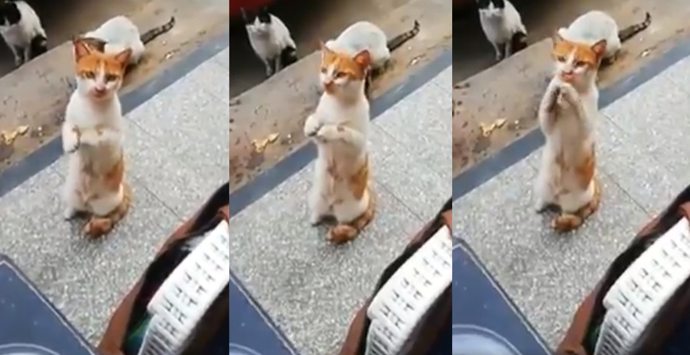 Video Kucing Seolah Minta Makan Ini Bikin Netizen Terharu dan Menangis