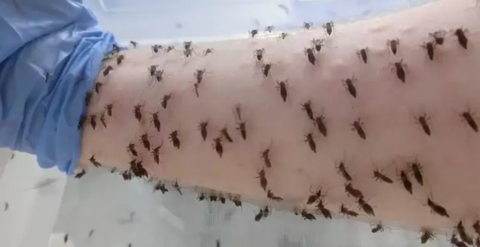 Demi Penelitian, Ilmuwan Sengaja Memberi Makan 5.000 Nyamuk dengan Darahnya
