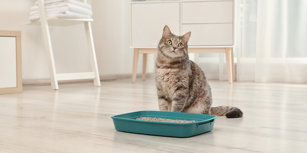 Cara Mengajarkan Kucing Buang Air di Litter Box