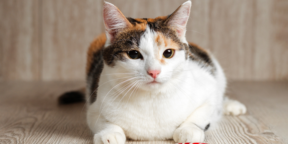 Kucing Makan Permen! Untuk Pencegahan, Ketahui Dampaknya Yuk