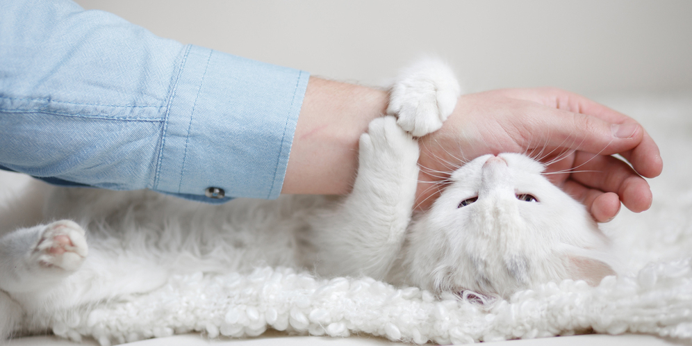 Solusi Jitu untuk Atasi Sederet Alasan Kucing Suka Menggigit