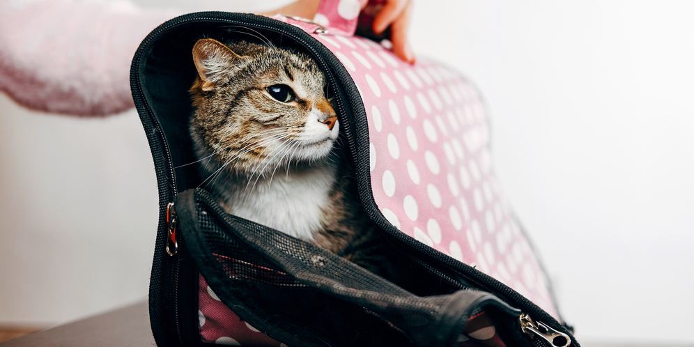 Membawa Kucing Pakai Tasnya Ternyata Gampang-Gampang Susah, Begini Triknya!