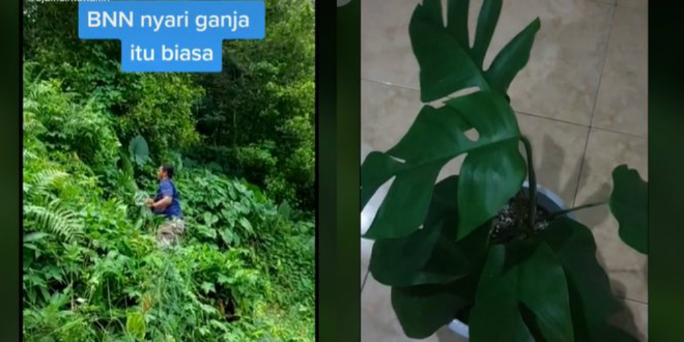 Lupakan Sejenak Ganja, Petugas BNN Ini Susuri Hutan Berburu Monstera