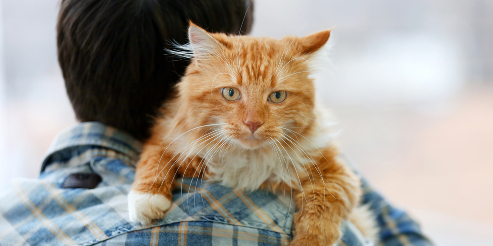 Tahukah Kamu Kenapa Kucing Suka Bersandar di Pundakmu?