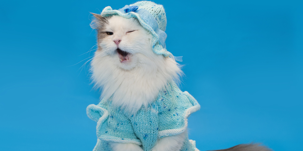 Tahun Baru, Saatnya Makeover Kucing Kesayangan dengan Kostum Super Lucu