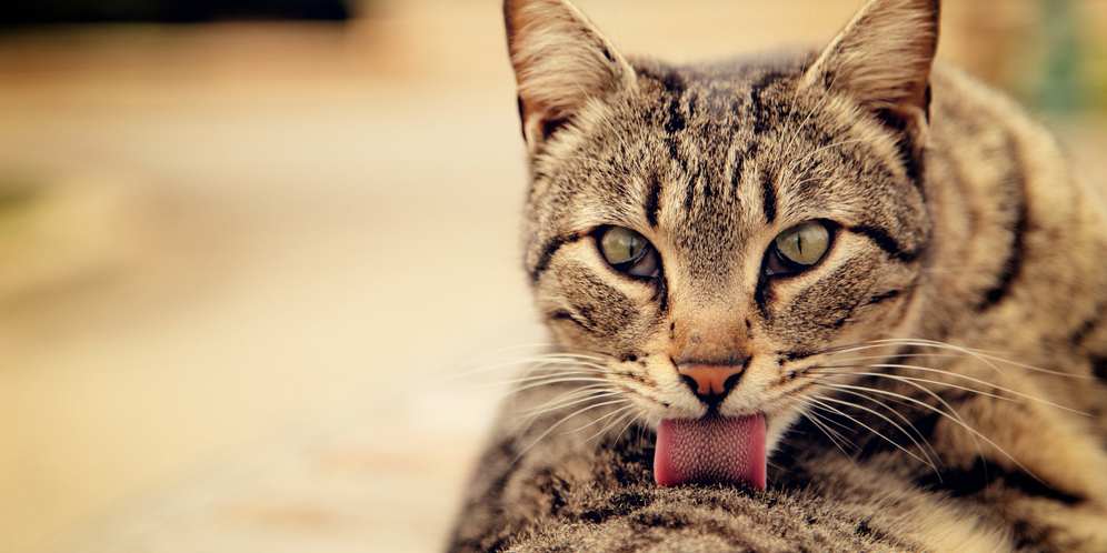 Fakta Unik di Balik Lidah Kucing, Dari Tanda Cinta hingga Jaga Kesehatannya
