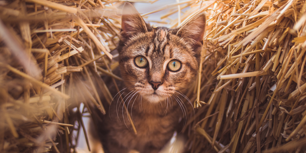 Dianggap Lebih Cantik, Ini Lho Keuntungan Memelihara Kucing Lokal