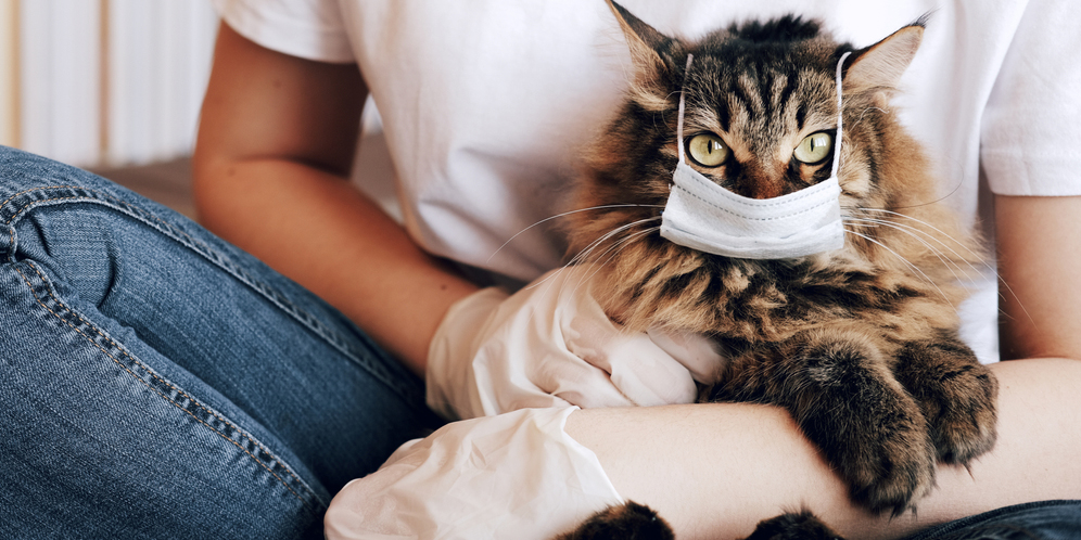 5 Tips Anti Panik Saat Kucing Kesayangan Terserang Flu