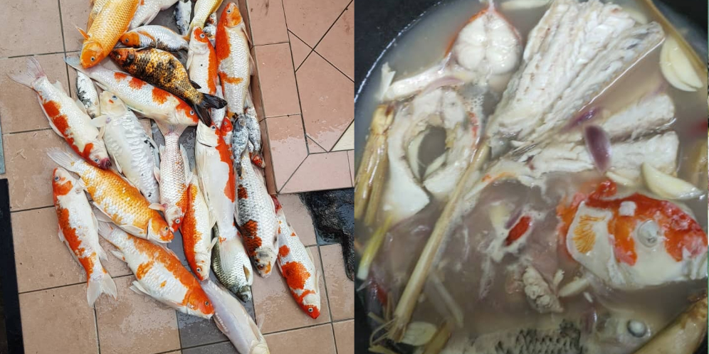 Dibuang Sayang, Chef Masak Puluhan Ikan Koi Peliharaan Jadi Sup