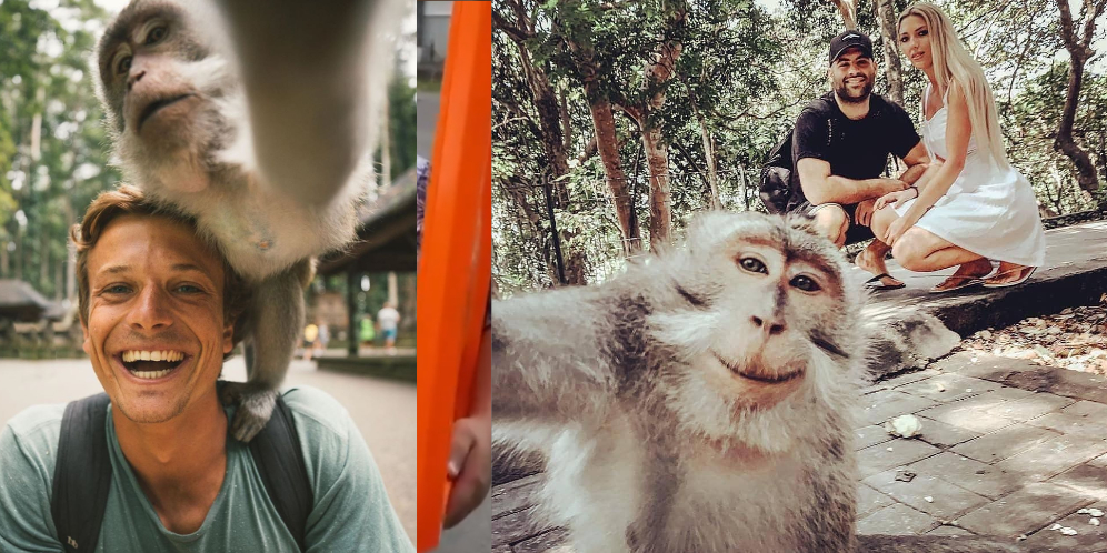 Monyet di Bali Bisa Bedakan Barang Mahal Saat Mencuri dari Turis, Disorot Dunia