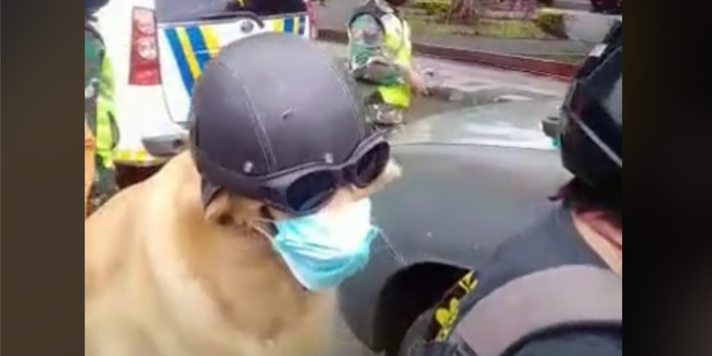 Viral Video Anjing Taat Pakai Masker dan Helm, Komentar Netizen Bikin Ngakak