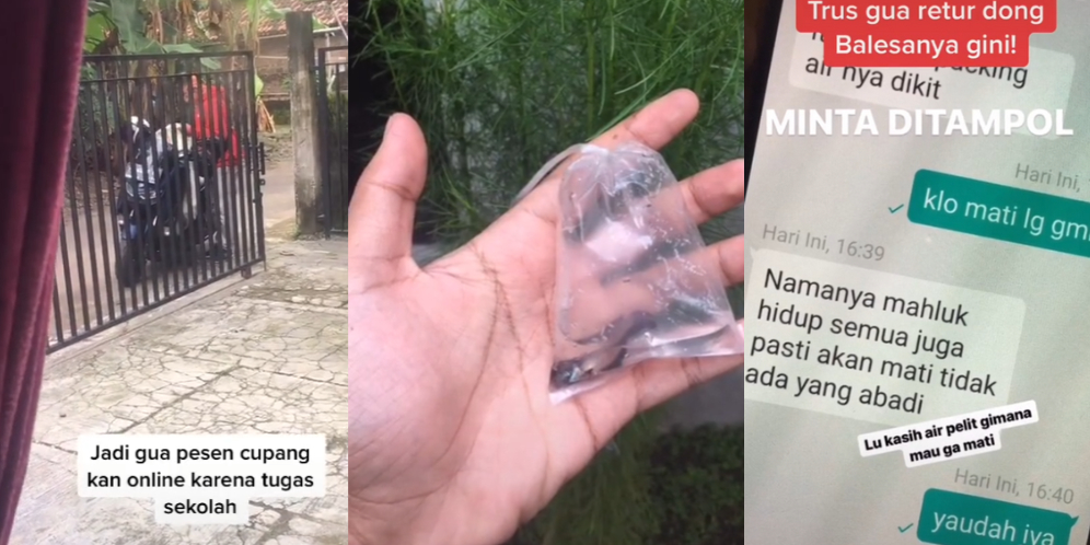 Beli Ikan Cupang via Online Mati, Dikomplain Jawaban Penjual Bikin Ngakak