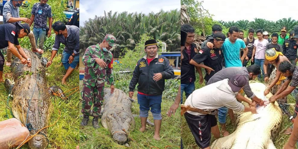 Bocah di Kaltim Tewas Dimangsa Buaya 6 Meter, Jenazahnya Ditemukan Utuh