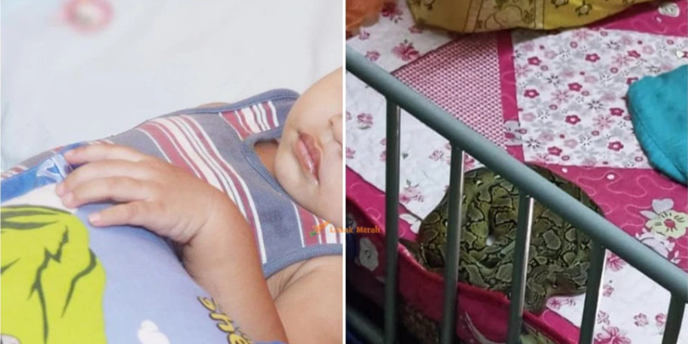 Niat Ganti Baju Anak Lagi Tidur, Ibu Kaget Ada Ular Piton Melingkar di Pundak