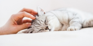 Fakta Unik Soal Kebiasaan Tidur Kucing, Bisa Rebahan Hingga 16 Jam Sehari!
