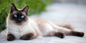 Cerewetnya Kucing Siam, Ini Alasan Menarik di Balik Kebiasaan Mengeongnya