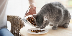 Kapan Harus Mengganti Makanan Kucing Lucu? Pertimbangkan 4 Alasan Ini