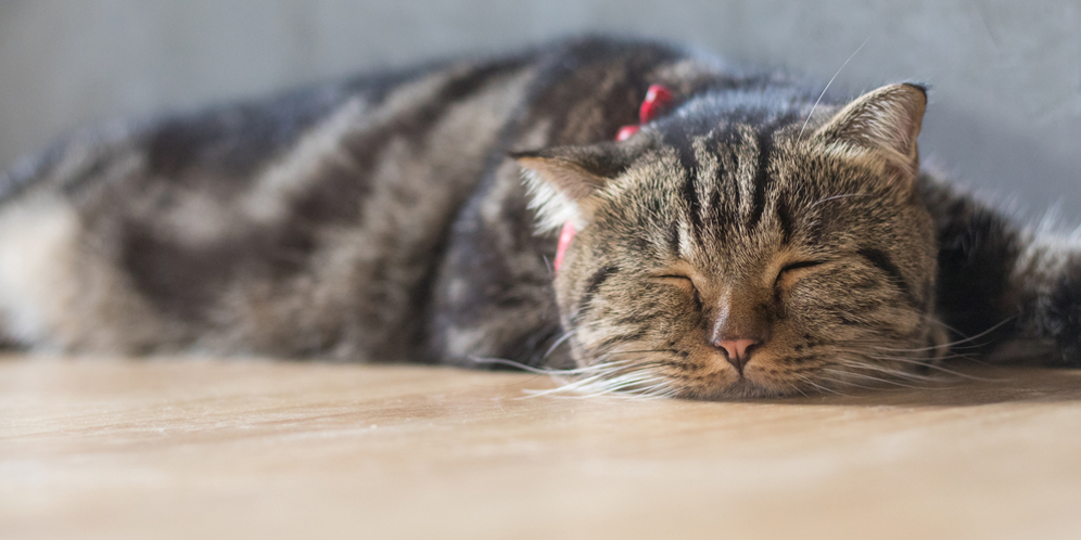 Kucing Juga Bisa Alergi Makanan, Catlover Wajib Waspadai Tanda-Tandanya