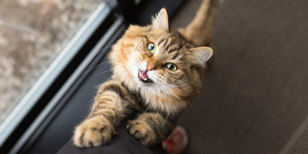 5 Cara Kucing Meminta Tolong, Mengeong Keras hingga Meletakkan Kaki di Wajahmu