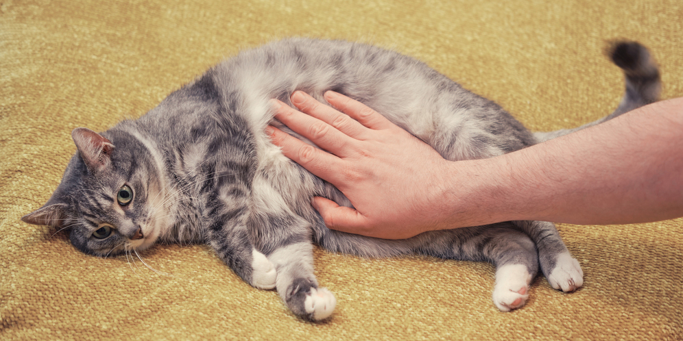 Bikin Salah Paham, Ternyata Perut Kucing yang Kendor Bukan Pertanda Kurus