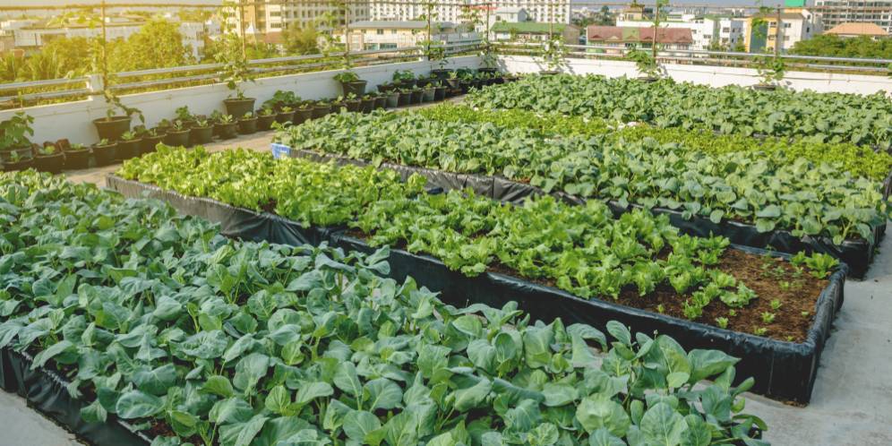 Mau Bikin Urban Farming di Rumah? Ikuti 5 Langkah Ini