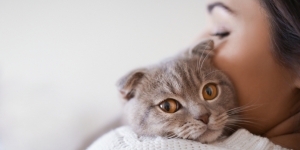 Cat Lover Wajib Tahu Cara Memeriksa Kepala Kucing, Penting untuk Kesehatannya