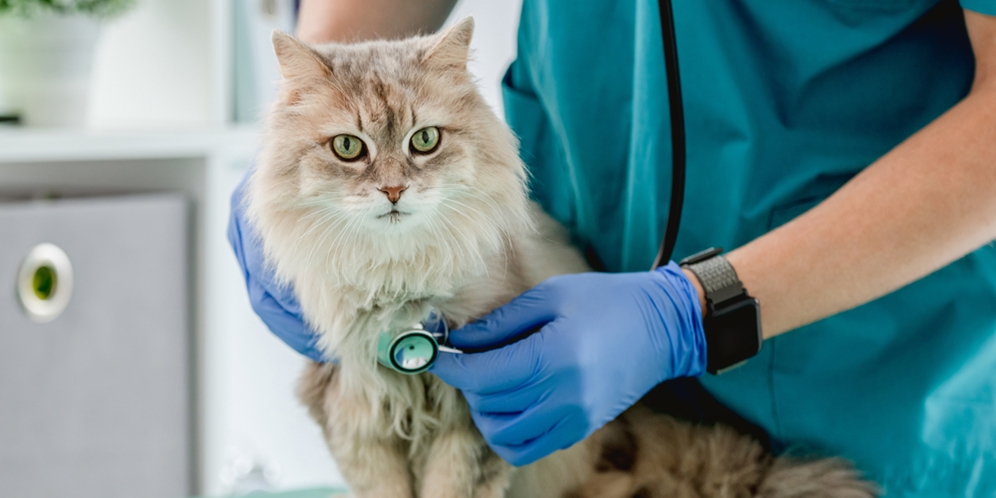 4 Pertanyaan Wajib Saat Pertama Kali Bawa Kucing ke Dokter Hewan