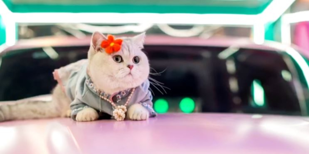 Kucing Supermodel, Sekali Tampil Dibayar Rp22 Juta