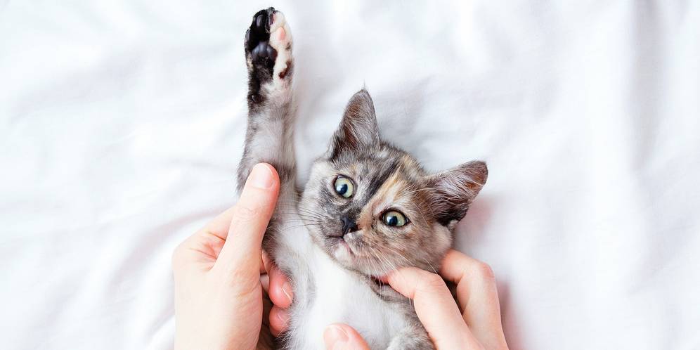 Hidung Kucing yang Basah atau Kering, Mana yang Jadi Tanda Penyakit?