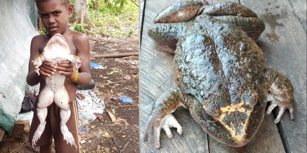 Viral Penemuan Katak Sebesar Bayi Manusia, Penampakannya Bikin Merinding