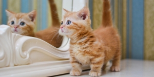 Bikin Gemas, Ini Fakta di Balik Julukan Sausage Cat untuk si Kucing Munchkin