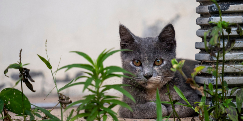 Kucing Busok, Anabul Asli Madura yang Lagi Diperjuangkan Buat Diakui Dunia