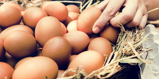 Telur Ayam Langka Berusia 1.000 Tahun dari Periode Islam Ditemukan di Israel