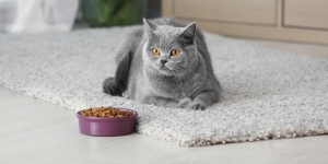 5 Hal yang Bisa Ditambahkan pada Cat Food untuk Tingkatkan Kesehatannya