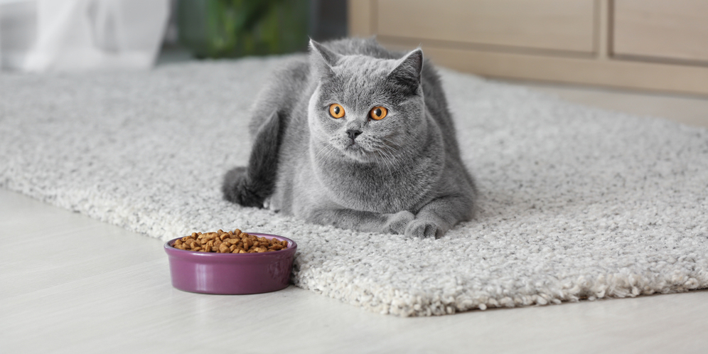 5 Hal yang Bisa Ditambahkan pada Cat Food untuk Tingkatkan Kesehatannya